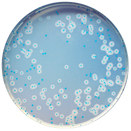 Каталог CHROMagar Listeria - для определения, выделения, подсчета и подтверждения Listeria monocytogenes в пищевых образцах